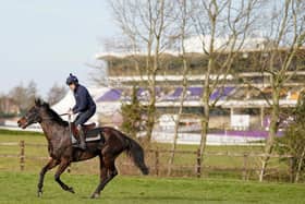 Ruby Walsh riding the Willie Mullins trained Koshari on the gallops at Cheltenham Racecourse