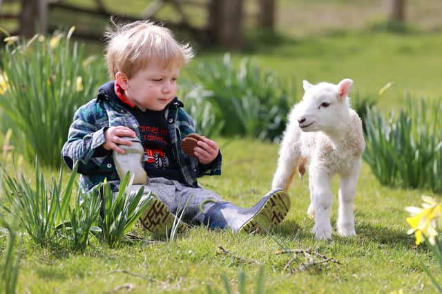 Jenny Passmore's grandson Jack with a lamb