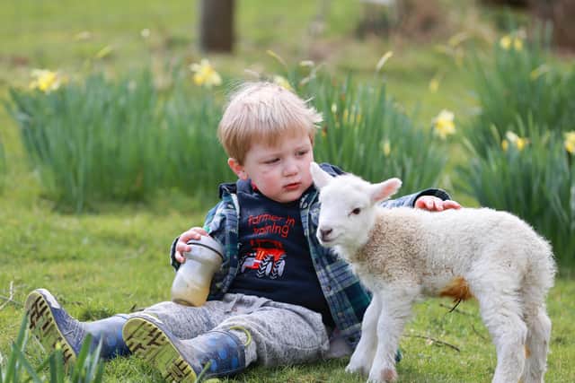 Lambing season is underway at the farm