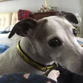 Dylan is settling into his new home after coming into Dogs Trust as a result of the pandemic