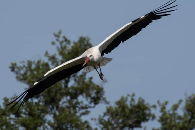One of the storks at the Knepp Estate
