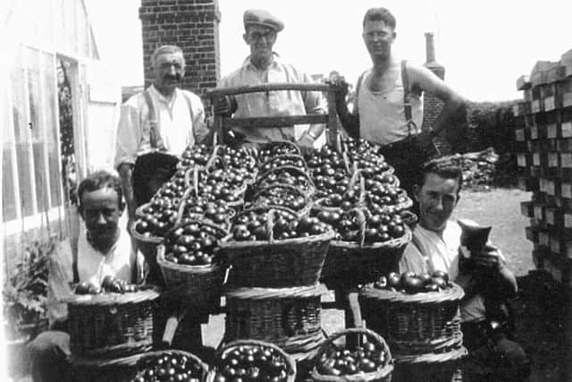 Tomatoes at Highfield Nursery in the 1930s