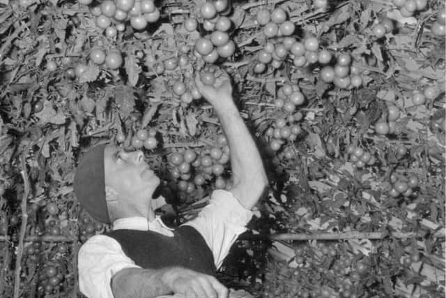 Tomatoes being picked at St Aubyn's Nurseries in South Farm Road, Worthing