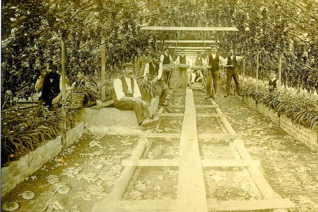 Grapes and mushrooms at AG Linfield's nursery in Ham Road, Worthing, in 1893