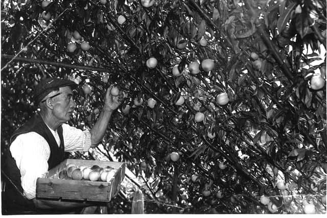 George White picking peaches at Fuller's nurseries in Lancing in the 1930s