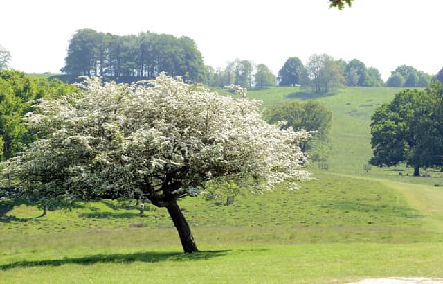 ks180229-12 WSG Scenics  phot kate
A tree in blossom in Petworth Park..ks180229-12 SUS-180515-180016008