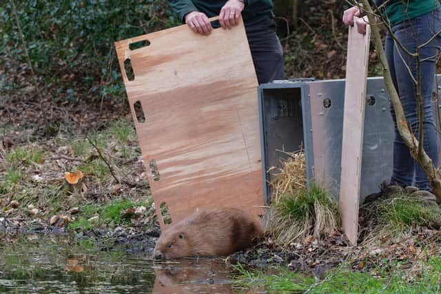 Beaver makes its way from a travel crate into a pool on a small stream, having just been released in the South Downs. ©National Trust Images/Nick Upton