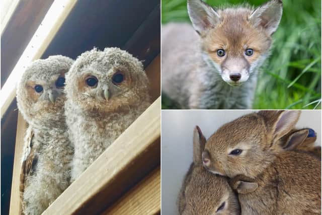 Tawny owlets, a fox cub and baby rabbits in the care of Brent Lodge