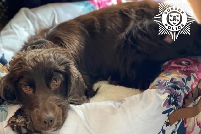 Willow, a two-year-old Cocker Spaniel, was one of ten dogs seized by Sussex Police during a search warrant at a site in Surrey. Photo: Sussex Police