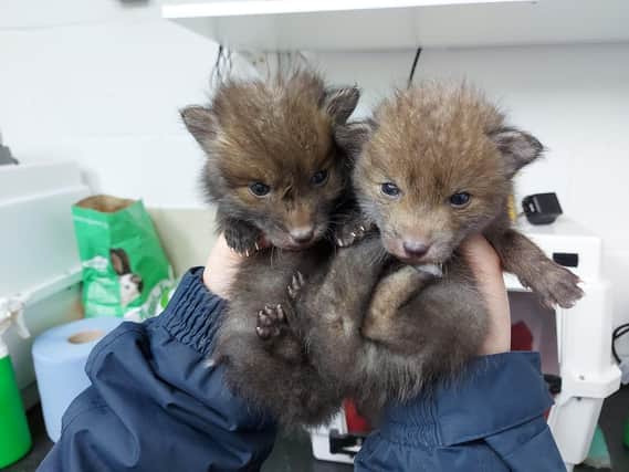 East Sussex Wildlife Rescue and Ambulance Service have experience reuniting cubs with their mother. SUS-210329-120952001