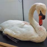 The swan was found with a hook in its beak. SUS-210330-164947001