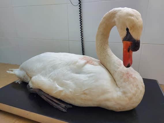 The swan was found with a hook in its beak. SUS-210330-164947001