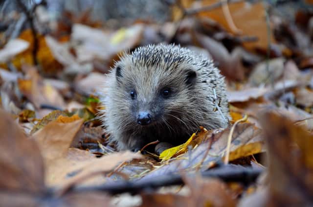 Barratt Southern Counties has partnered with a village primary school to make a safe home for hedgehogs SUS-210330-225300001