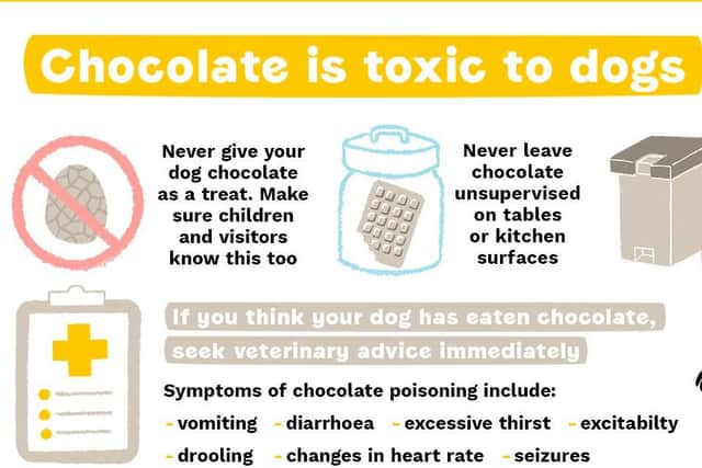 Never give your dog chocolate as a treat, it is toxic to dogs