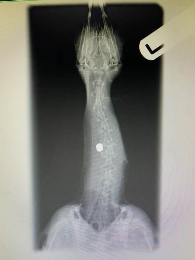 An X-ray of the herring gull.