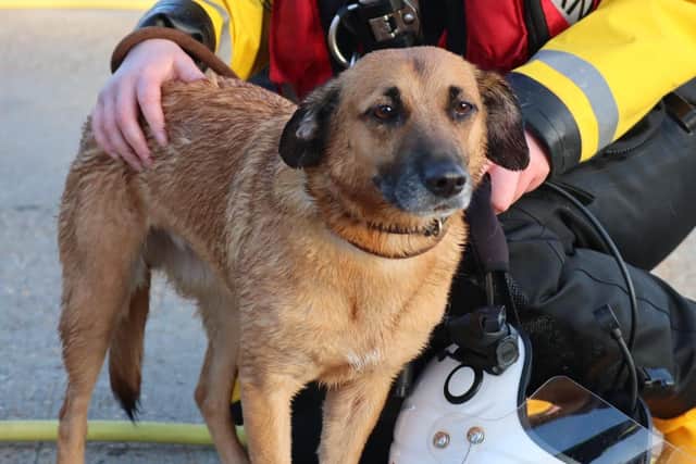 Pasha was stranded on the banks of the River Arun SUS-210331-164827001