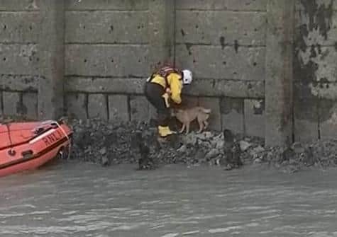 The stranded dog was rescued by the RNLI SUS-210331-161637001