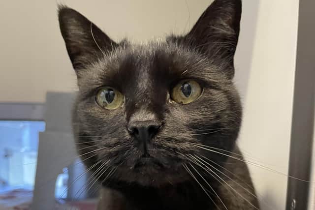 Annabelle, 11, is one of the cats at Cats Protection's National Adoption Centre looking for a home. Picture: Cats Protection