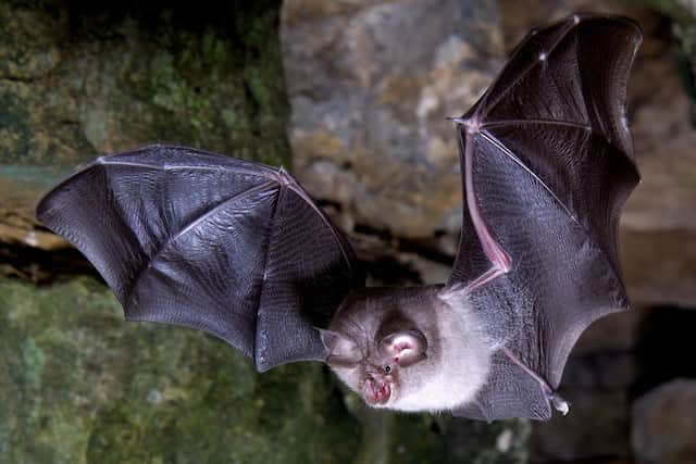 Daniel Whitby from Fittleworth won this year's Mammal Photographer of the Year competition with his photo of a lesser horseshoe bat