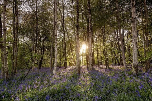 Arlington Bluebell Walk 1 by Peter Goldsmith SUS-210704-132102001