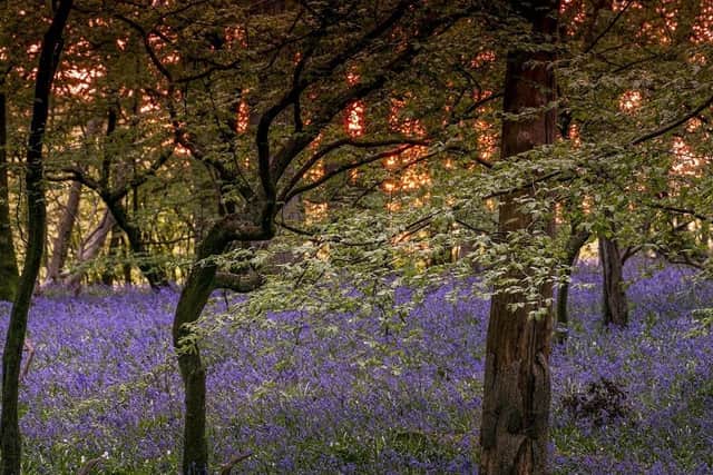 Arlington Bluebell Walk 2 by Peter Goldsmith SUS-210704-132148001