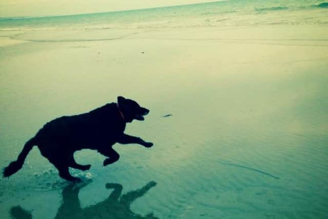 Alfie enjoying a run on Shoreham Beach