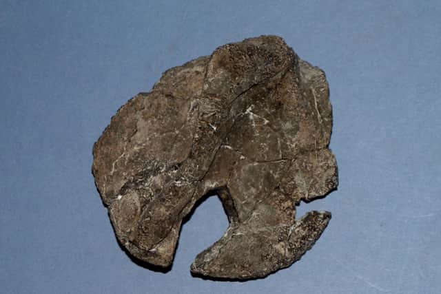 One of sthe Horshamosaurus bones