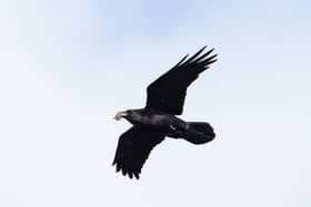 One of the ravens carrying some material for the nest. Photo credit to David and Janet Shaw
