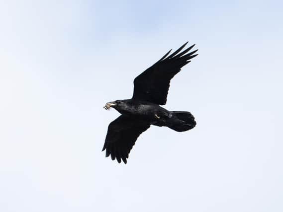 One of the ravens carrying some material for the nest. Photo credit to David and Janet Shaw