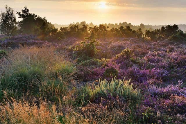 South Downs heathland. Picture by John Dominick.