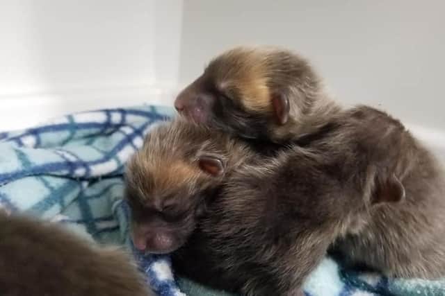 Fox cubs found in 'derelict' Eastbourne garage. Photograph: East Sussex WRAS