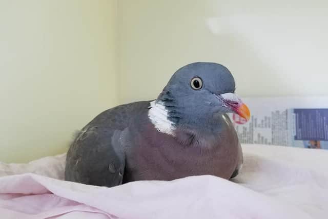 The rescued wood pigeon