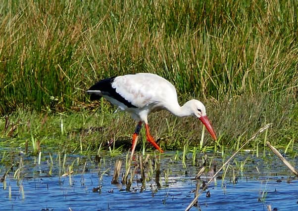 White stork in Hastings SUS-200318-140314001