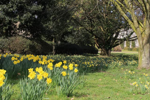 Daffodils  at West Dean Gardens