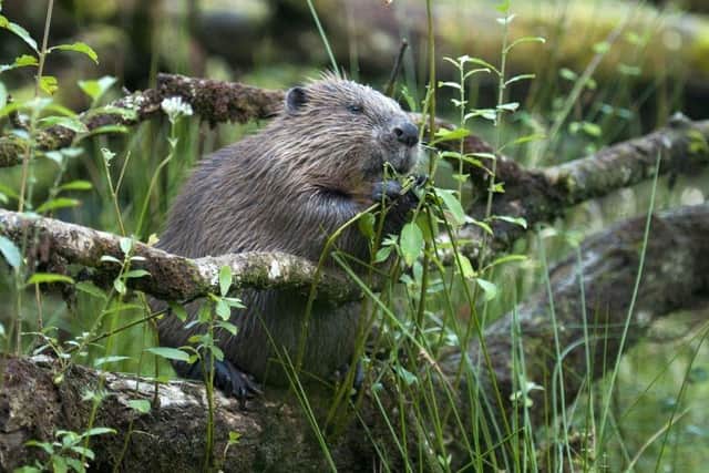 Beaver image by David Plummer.