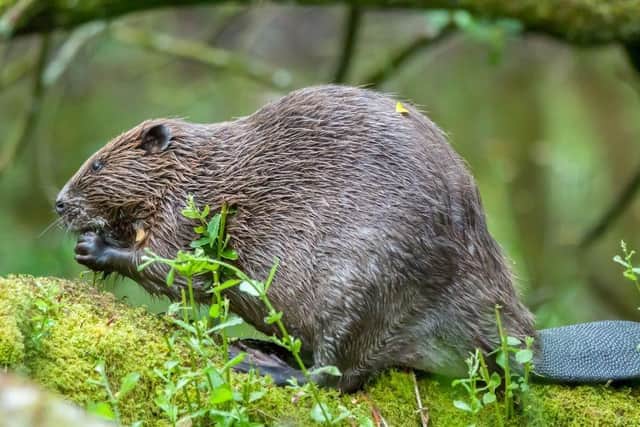 Beaver image by David Plummer.