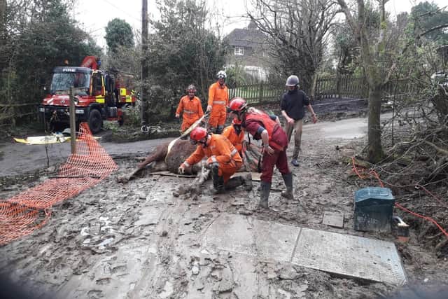 Rescuing Spring from the mud. Photo courtesy of Joe Sacco, Technical Rescue Unit