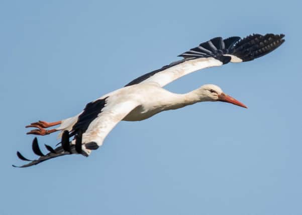 White Stork in Flight SUS-200324-092232001