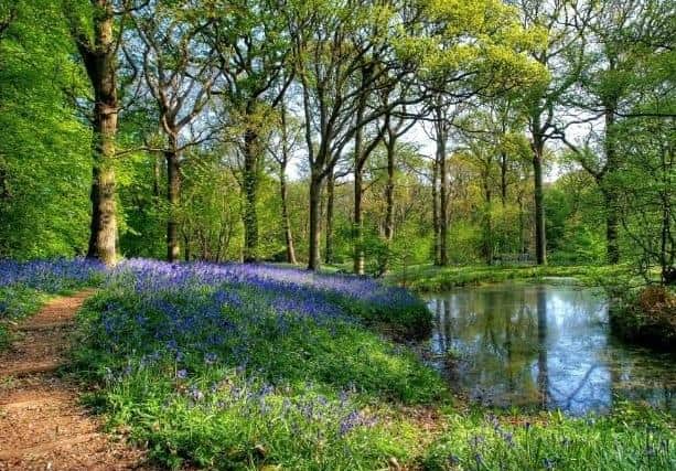 The annual Arlington Bluebell Walk has been cancelled