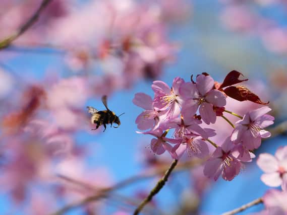 Bee with cherry blossom: National Trust Images_Rob Coleman