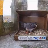 One of the peregrines in the nest box with the new egg.