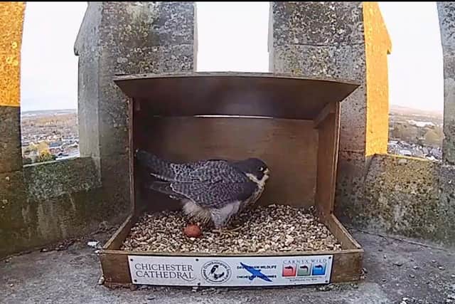 One of the peregrines in the nest box with the new egg.