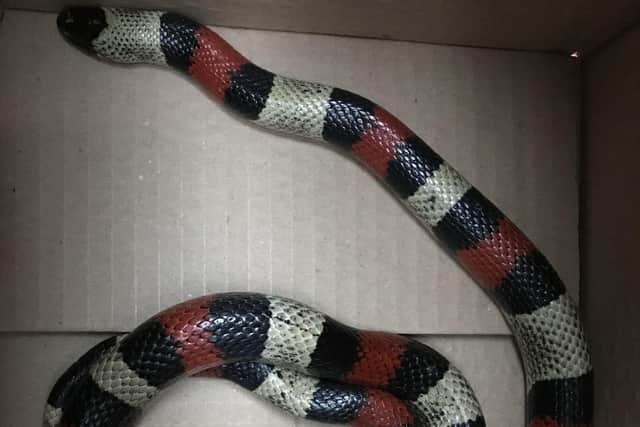 A milk snake was found on the street in Three Bridges andwas  rescued by the RSPCA SUS-200331-095503001