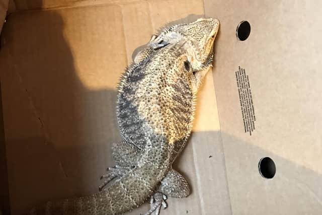 This bearded dragon was found in a cardboard box in Warnham SUS-200331-095525001