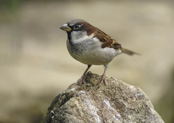 Big Birdwatch house sparrow SUS-200204-092202001