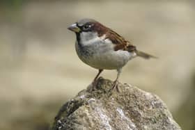 Big Birdwatch house sparrow SUS-200204-092202001
