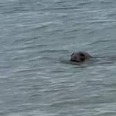 The seal was spotted near the stretch of beach opposite Heene Road