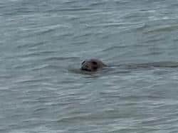 The seal was spotted near the stretch of beach opposite Heene Road