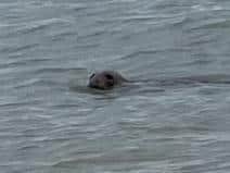 The seal was spotted near Worthing Beach. Picture: Pete Raynsford