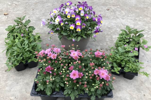 One of the flower collections by Hope Plants